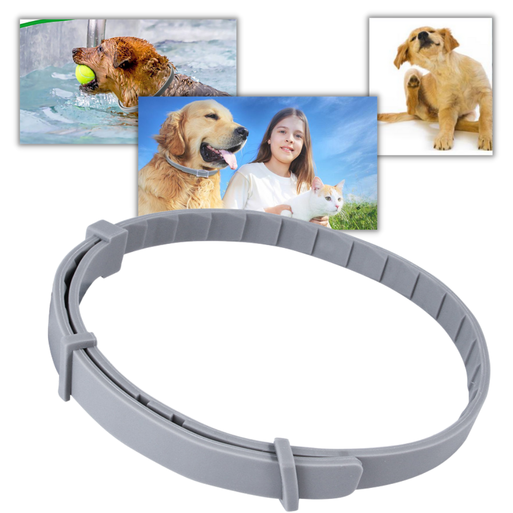 Collier anti-puces pour animaux de compagnie