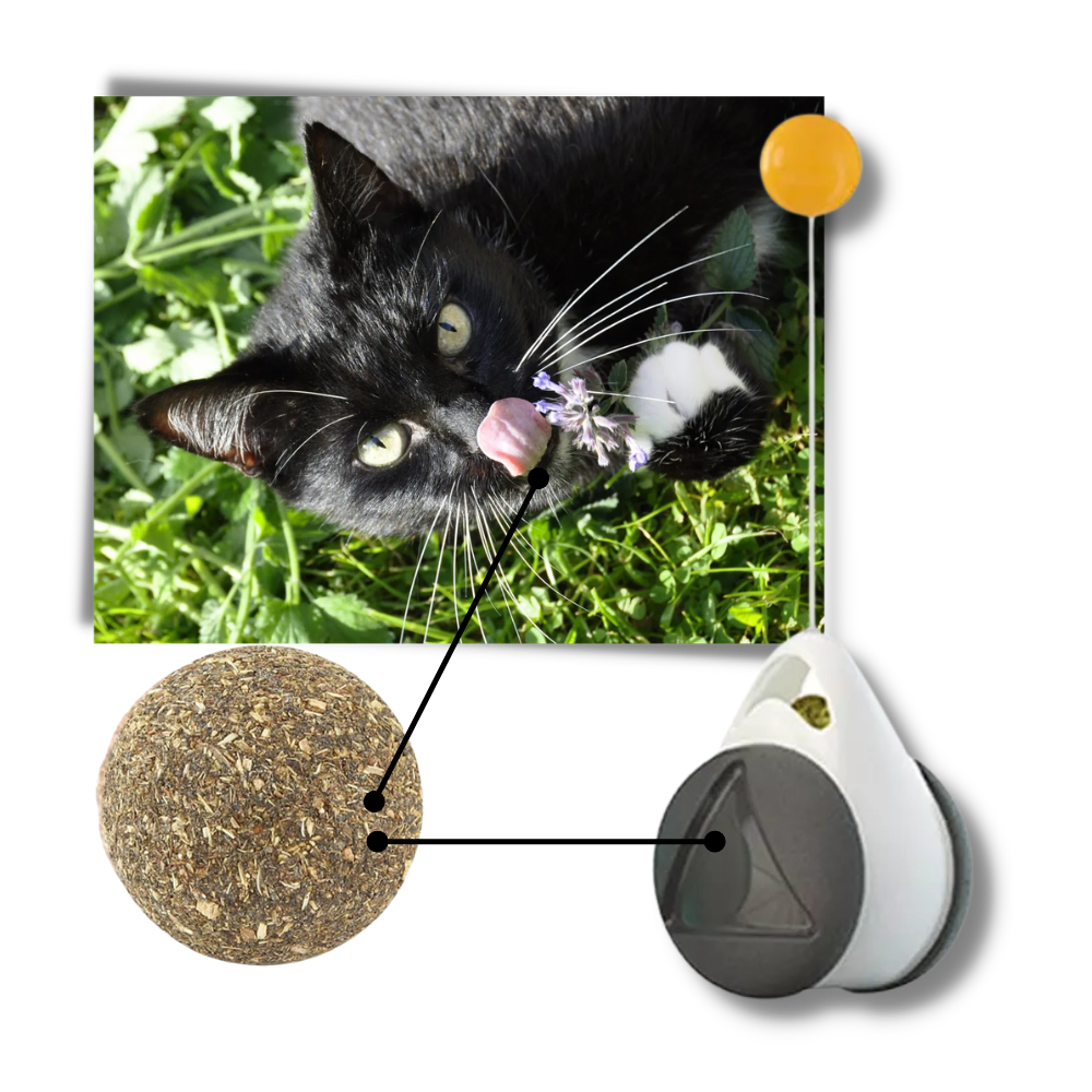 Jouet à balle interactif pour chats