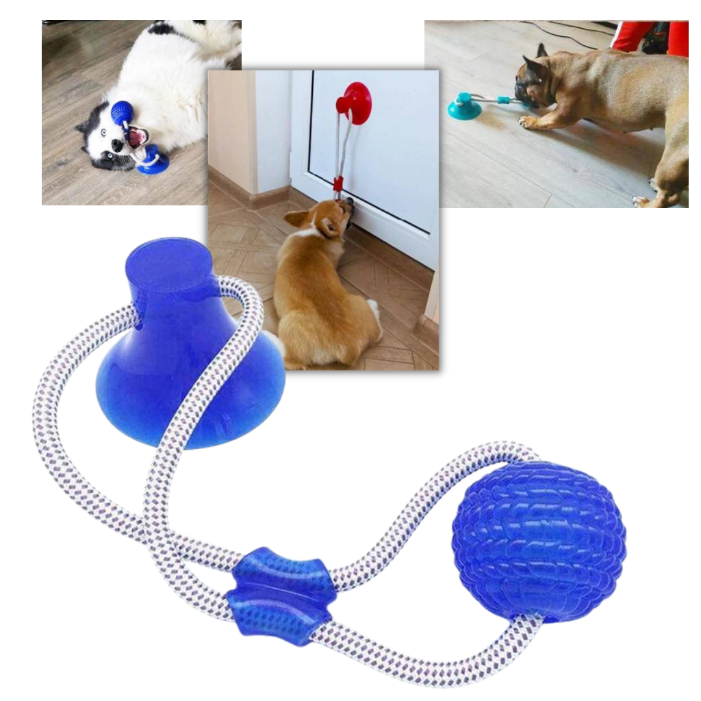Balle avec ventouse pour chien