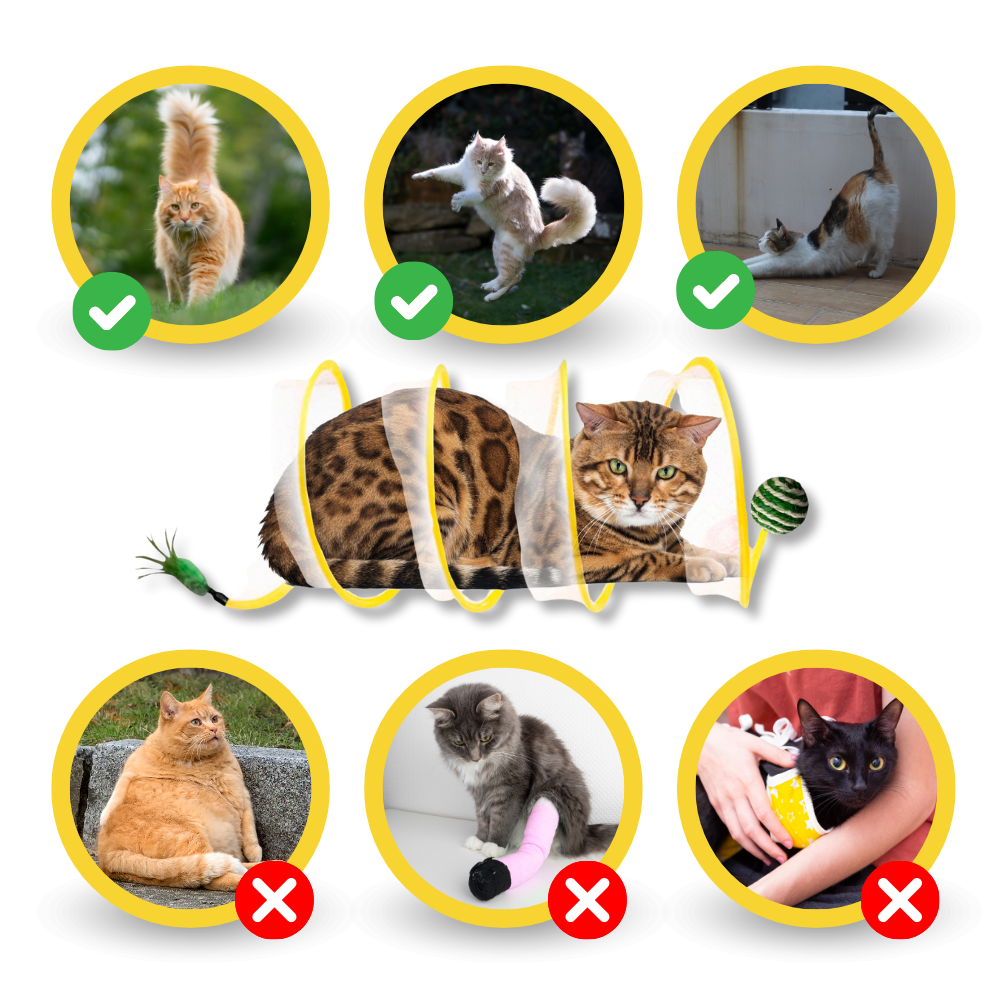 Tunnel compact interactif pour chats