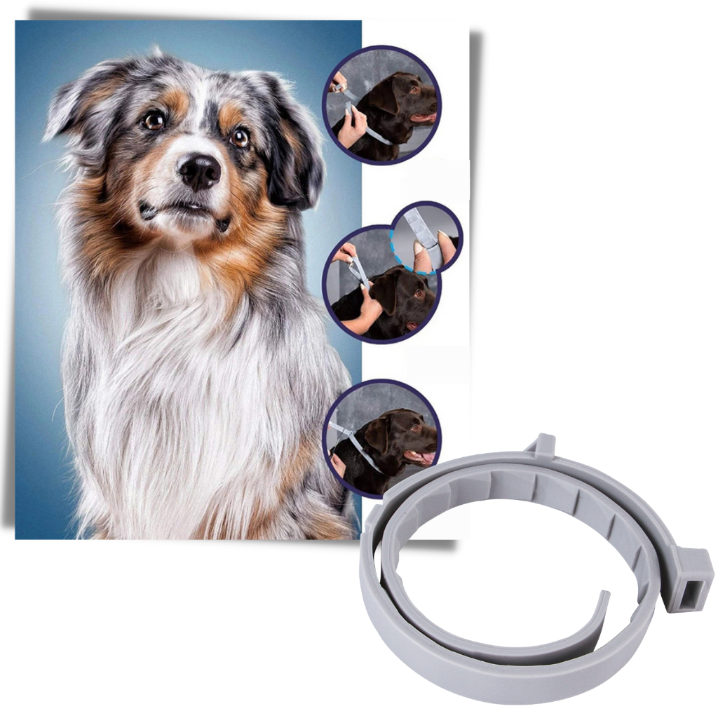 Collier anti-puces pour animaux de compagnie
