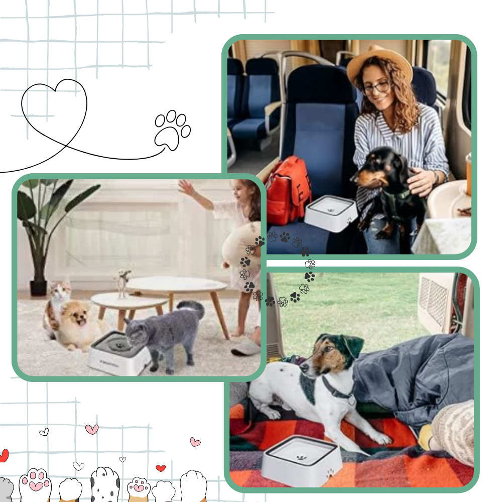 Gamelle anti-éclaboussures pour chiens